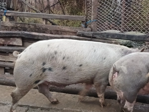 Porci între 140 și 180 kg  - imagine 3