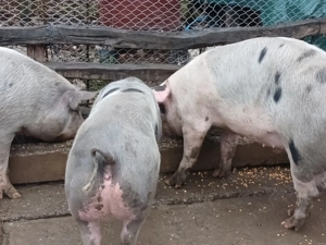 Porci între 140 și 180 kg  - imagine 2