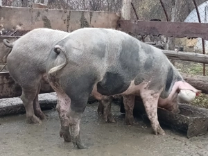 Disponibil pentru Crăciun 