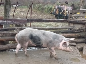 Disponibil pentru Crăciun  - imagine 2