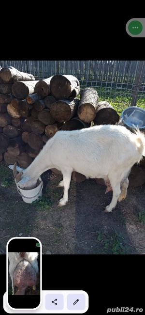 capra si iedute - imagine 4