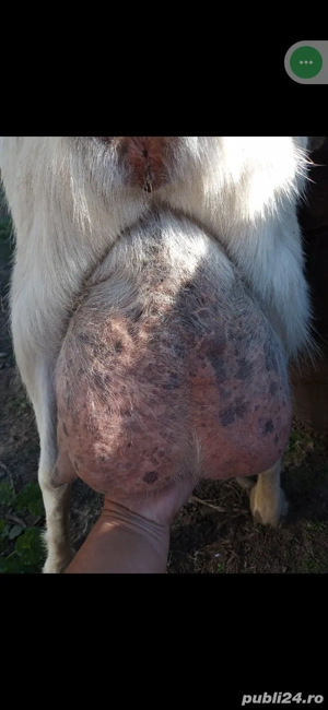 capra si iedute - imagine 5