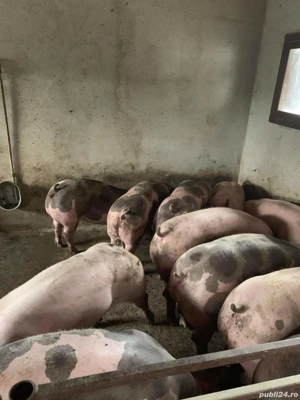 Oferta! Porci de carne rasa pietran - imagine 2