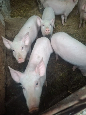 De vânzare purcei de rasă 