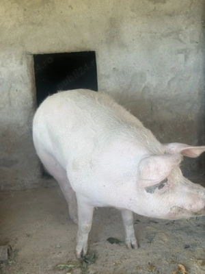 Porci de vanzare 200-280 kg  - imagine 2