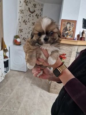 Catelusi pechinez  - imagine 2