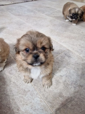 Catelusi pechinez  - imagine 3