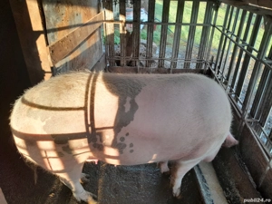 porc de vanzare! - imagine 2