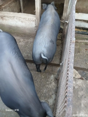 Porci Metisi Bazna  - imagine 3