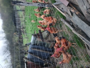 Vând găini și cocos  - imagine 2