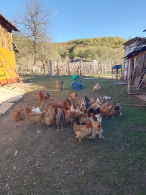 Vând găini și cocos  - imagine 3