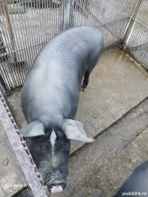 Porci Metisi Bazna  - imagine 2