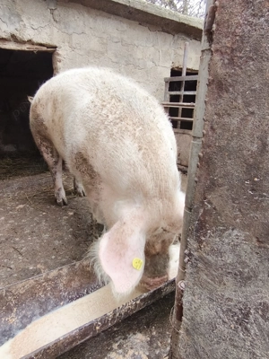 Porci de vanzare! - imagine 2