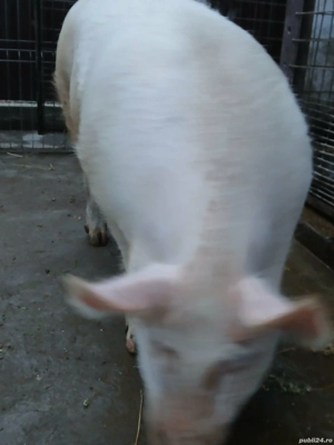 Porc de vanzare  - imagine 3