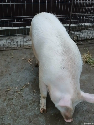 Porc de vanzare  - imagine 4