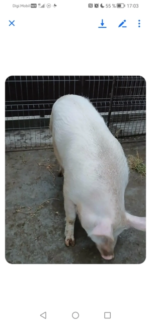 Porc de vanzare 