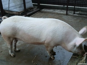 Porc de vanzare  - imagine 2