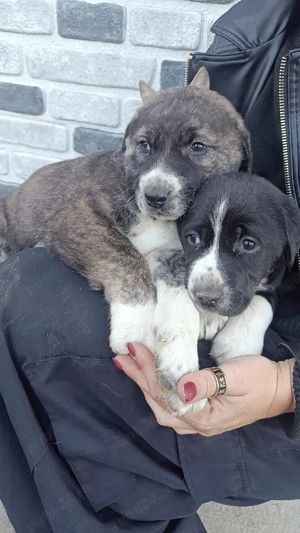 Asia Centrala Ciobanesc 