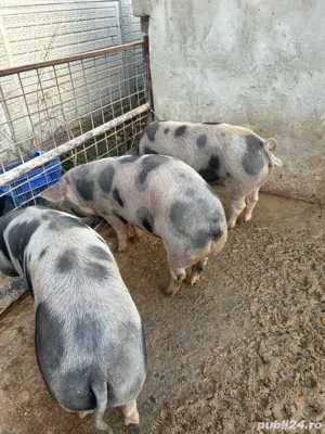 Porci si purcei de vanzare! - imagine 4