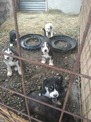 Asia Centrala Ciobanesc  - imagine 3