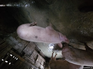Porci 70 - 250 kg - imagine 2