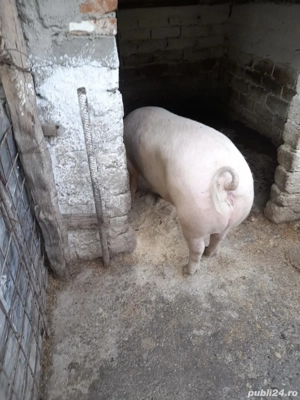 Porci 70 - 250 kg - imagine 3
