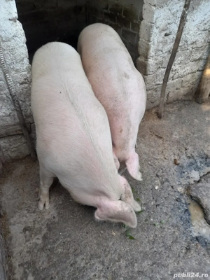 Porci 70 - 250 kg - imagine 4