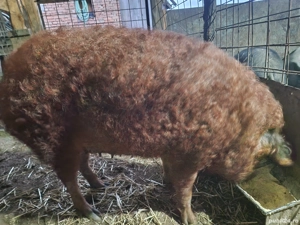 Vând scroafă mangalita 