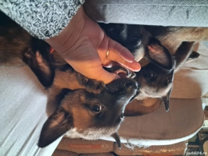 căței belgian ciobănesc malinois 