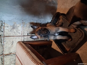 căței belgian ciobănesc malinois  - imagine 3