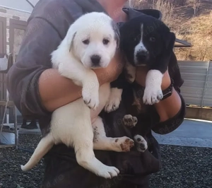 Asia Centrala Ciobanesc  - imagine 5