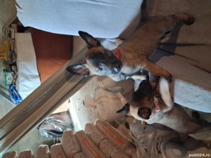 căței belgian ciobănesc malinois  - imagine 4
