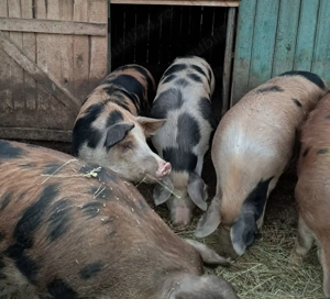 Porci de vânzare  - imagine 2