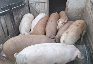 Porci de vânzare  - imagine 3
