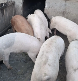 Porci de vânzare 