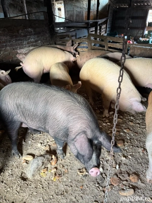 Porci 100-350kg - imagine 2