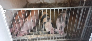 Vand porci rasa de carne