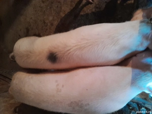 de vinzare  - imagine 4