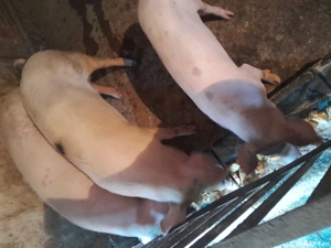 de vinzare  - imagine 3