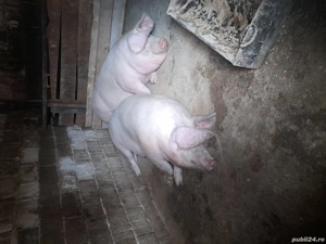 porci de țara 240kg 350kg  - imagine 2