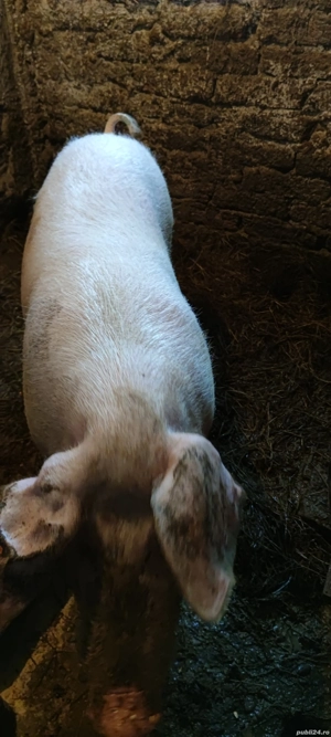 Se vinde ,adevarat. - imagine 3