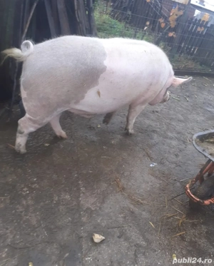 Vand porc 350 kg