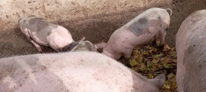 Porc de vânzare crescut natural 