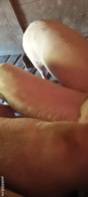 Vând porci de sărbători  - imagine 2