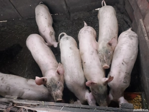 vand porci - imagine 2