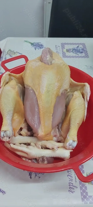 Pui de sacrificat de vânzare 