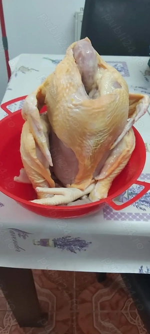 Pui de sacrificat de vânzare  - imagine 2