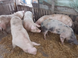 Porci de vanzare  - imagine 2