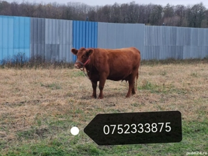 Vaca cu vitea  - imagine 3