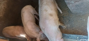 vand porci grasi 80 - 120 kg - imagine 3